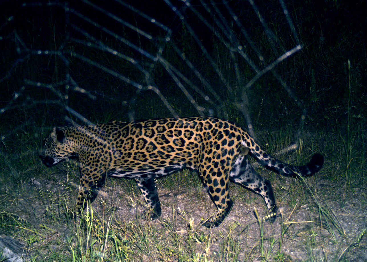Northern Jaguar Project (White)