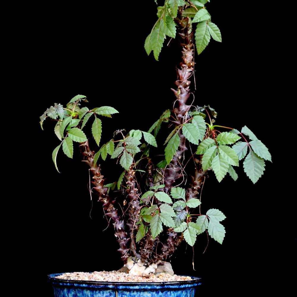Beiselia mexicana Cactaceae Storeiencius