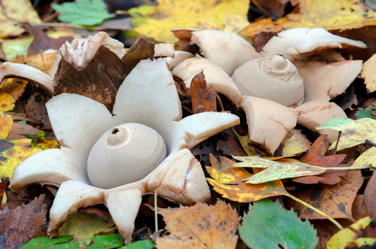 Earthstar Fungus Work Bag