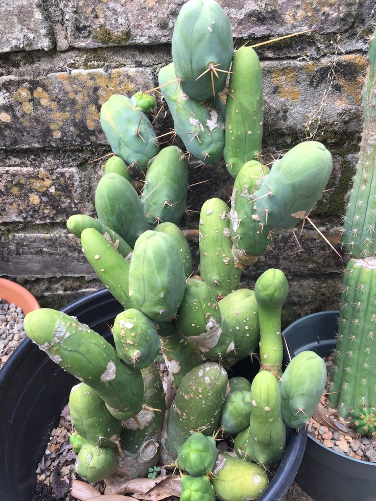 Trichocereus bridgesii monstrose – Cactaceae Storeiencius