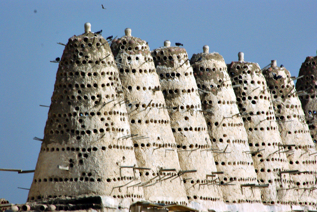 Taxa Shirt 14: Dove Houses