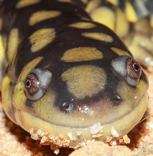 Find Nonhuman Teachers: Salamanders Tote