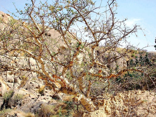 Commiphora wightii