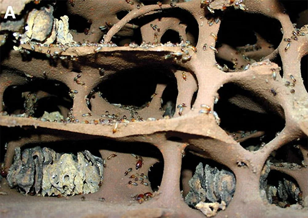 Fungus farm inside of Macrotermes natalensis mound.