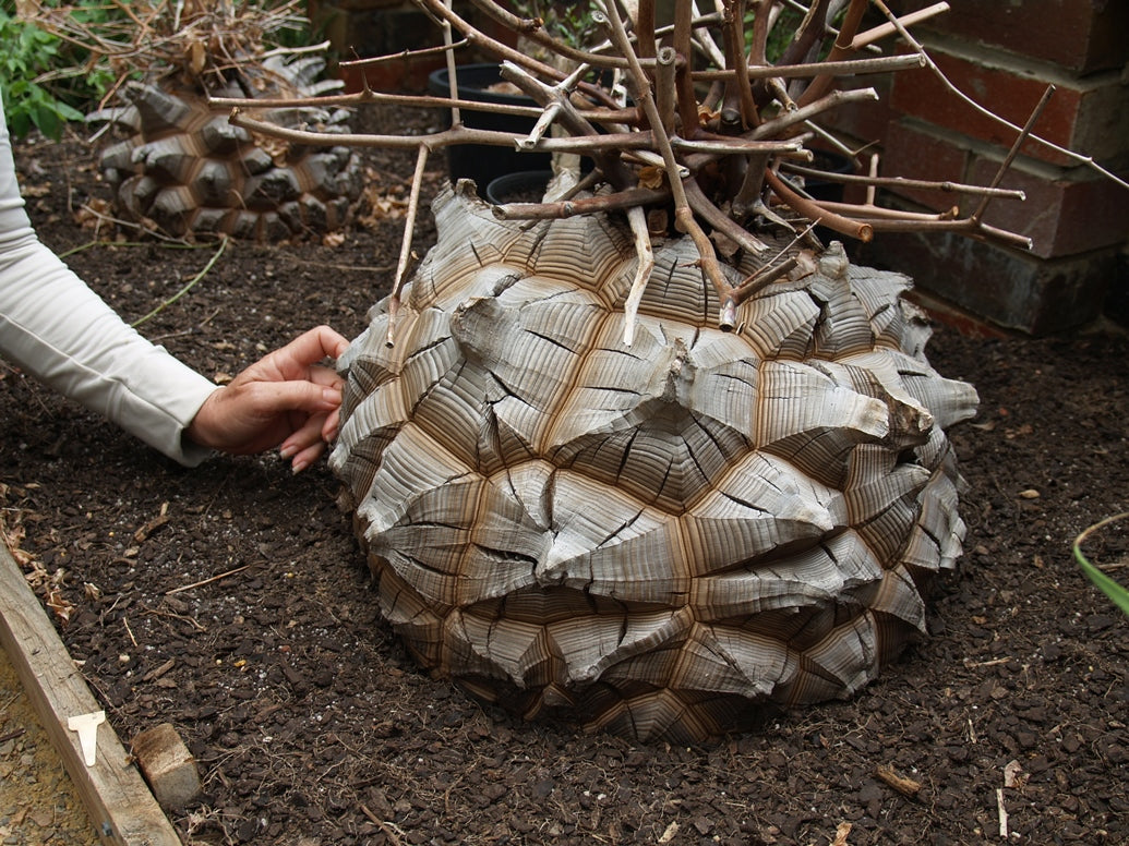 Dioscorea elephantipes – Dar es Salaam edition (Cement