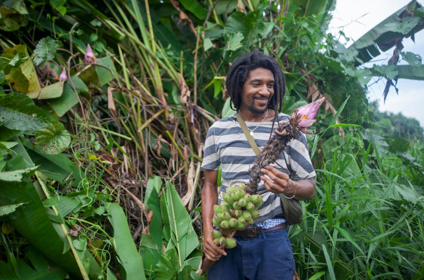 Bananas of Borneo