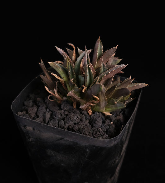 Agave victoriae-reginae monstrose