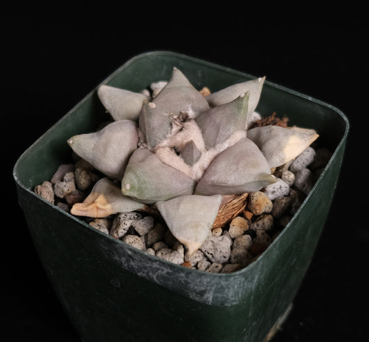 Ariocarpus retusus specimen 1