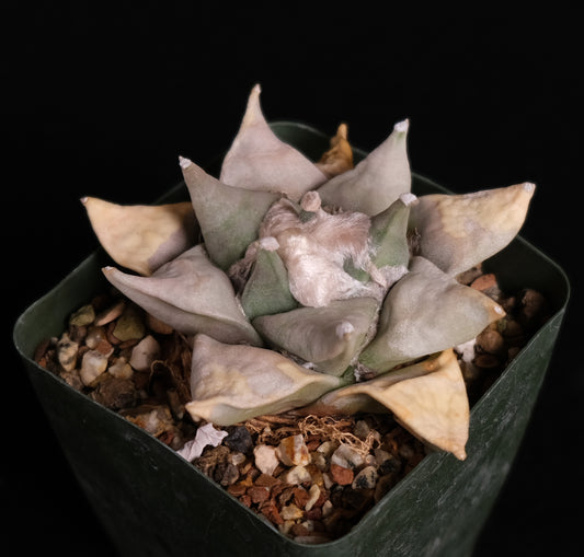 Ariocarpus retusus specimen 2