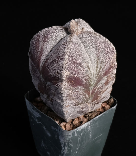 Astrophytum myriostigma specimen