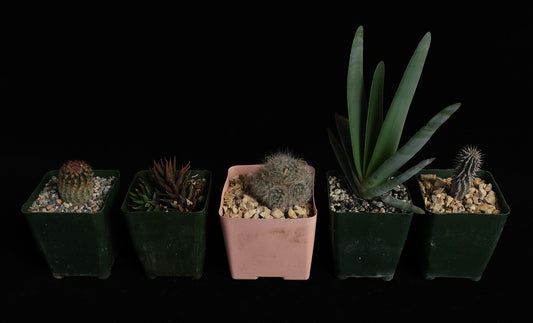 Start a collection #22