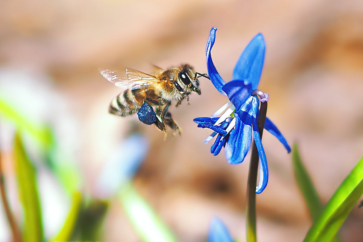 Bee Attractor (Violet)