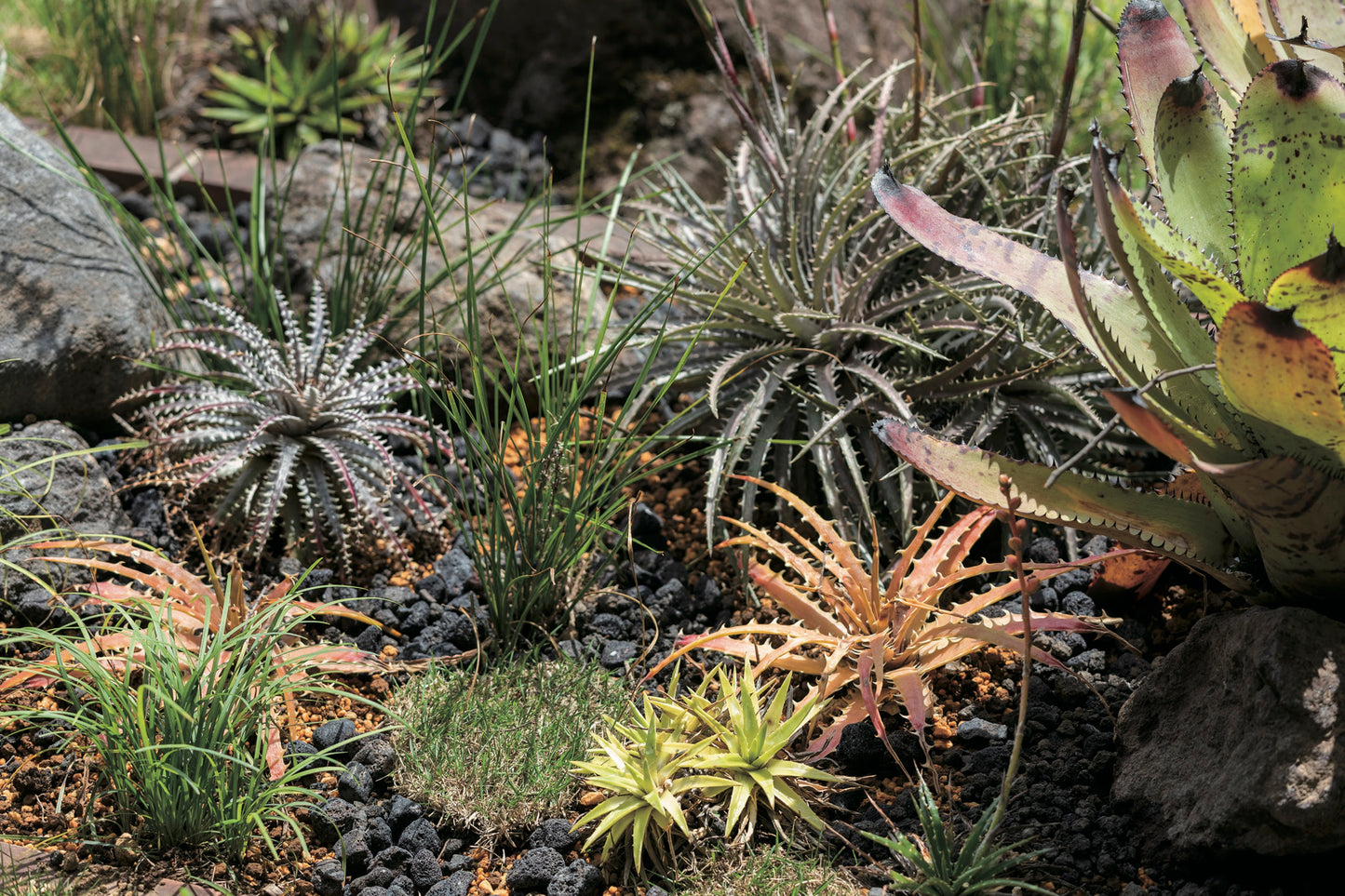 Geoponika: Atami Garden (Black)