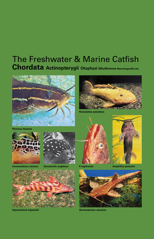 Taxa Shirt 13: The Freshwater & Marine Catfish