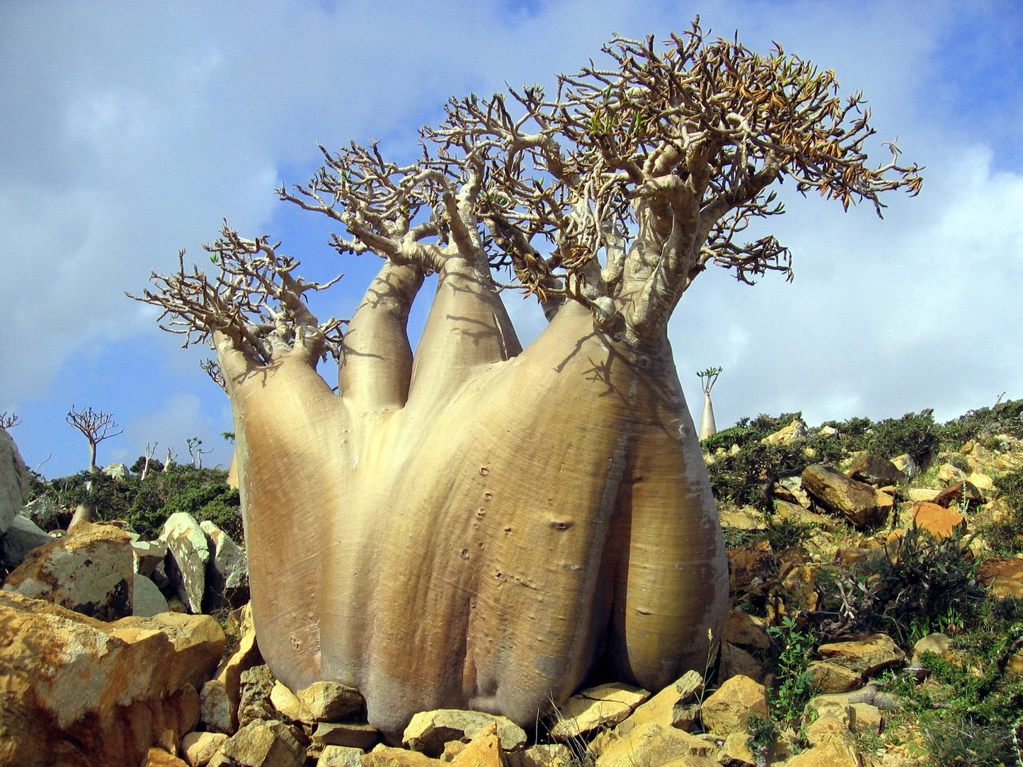 Adenium Socotranum Hoodie- Union Osaka