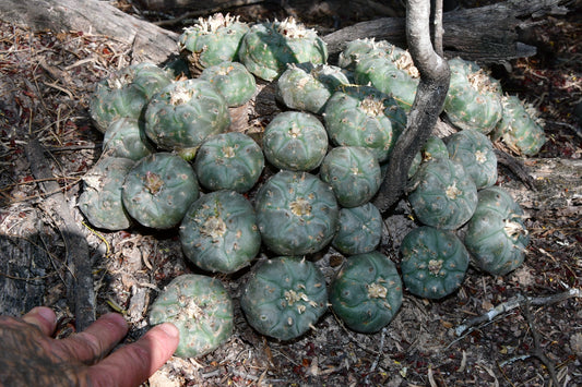 Thornscrub Sanctuary: Fundraiser Hat (Blue)