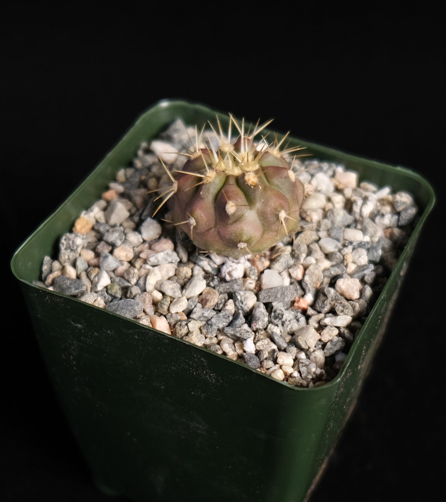 Copiapoa haseltoniana