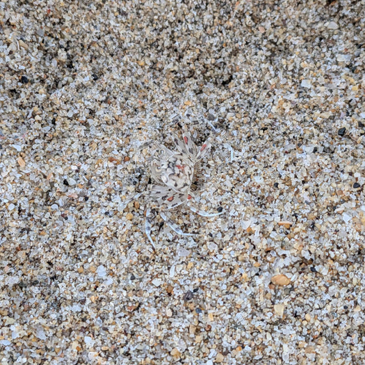 Taxa Shirt 19: Crypsis Strategies (Black S/S)