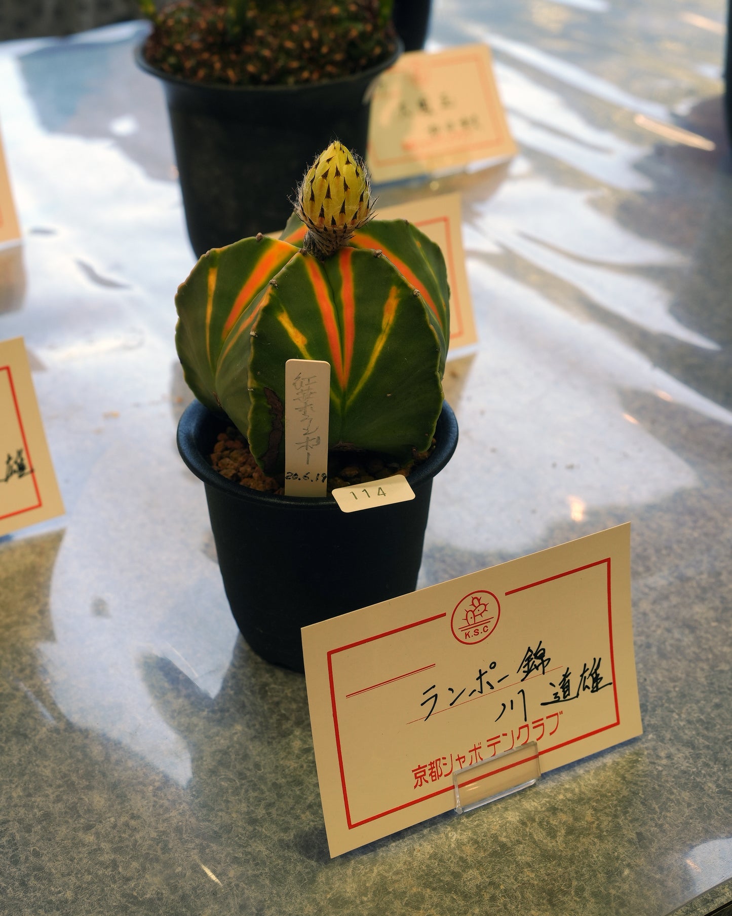 Kyoto Cactus Club 京都カクタスクラブ #1 (White)