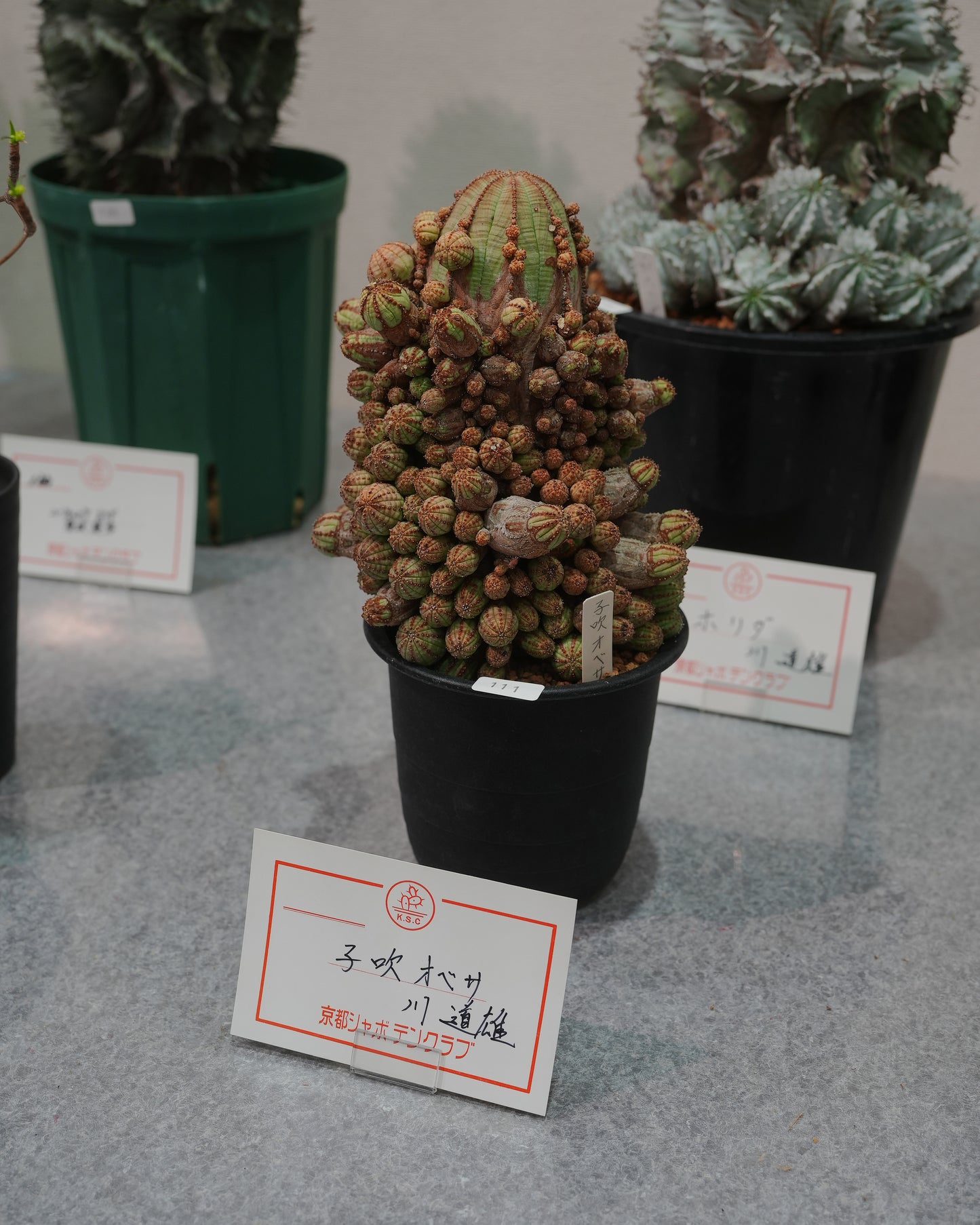 Kyoto Cactus Club 京都カクタスクラブ #2 (Light Pink)