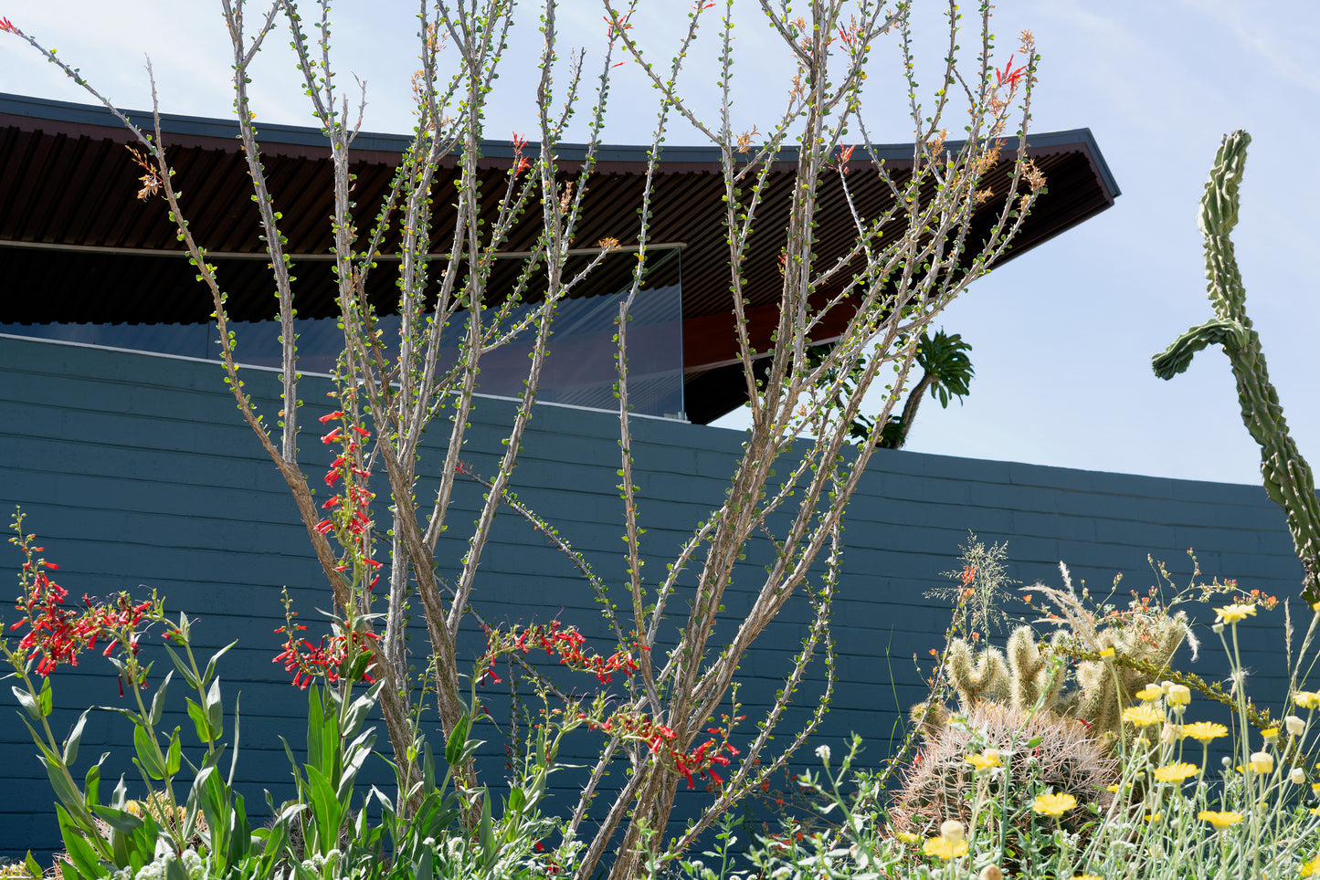 The Desert Wave House