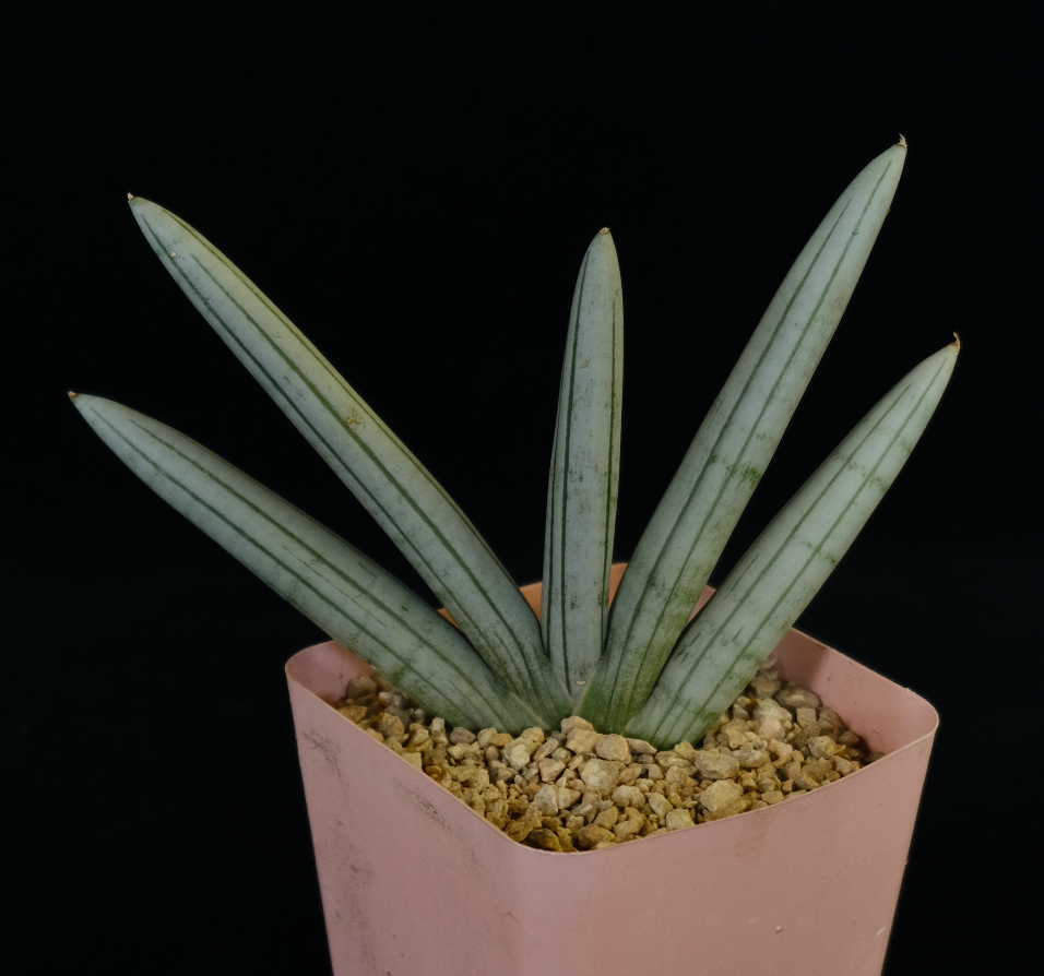 Sansevieria "Boncel" var. Platinum