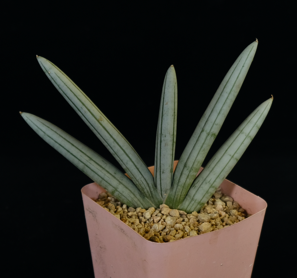 Sansevieria 