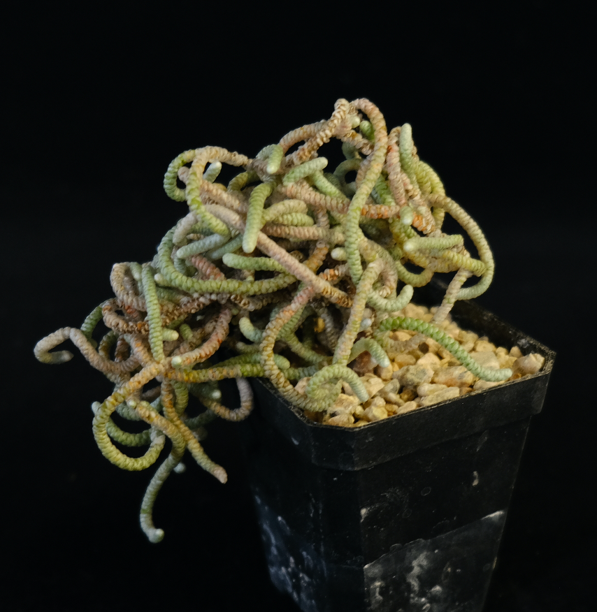 avonia succulent Avonia albissima specimen – Cactaceae Storeiencius