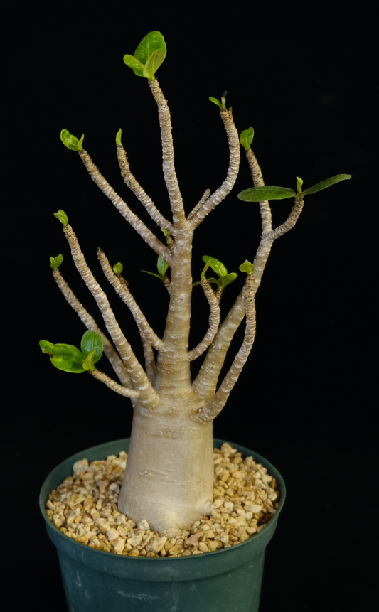 Adenium socotranum specimen