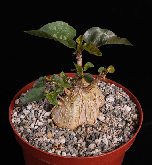 Ficus brandegeei