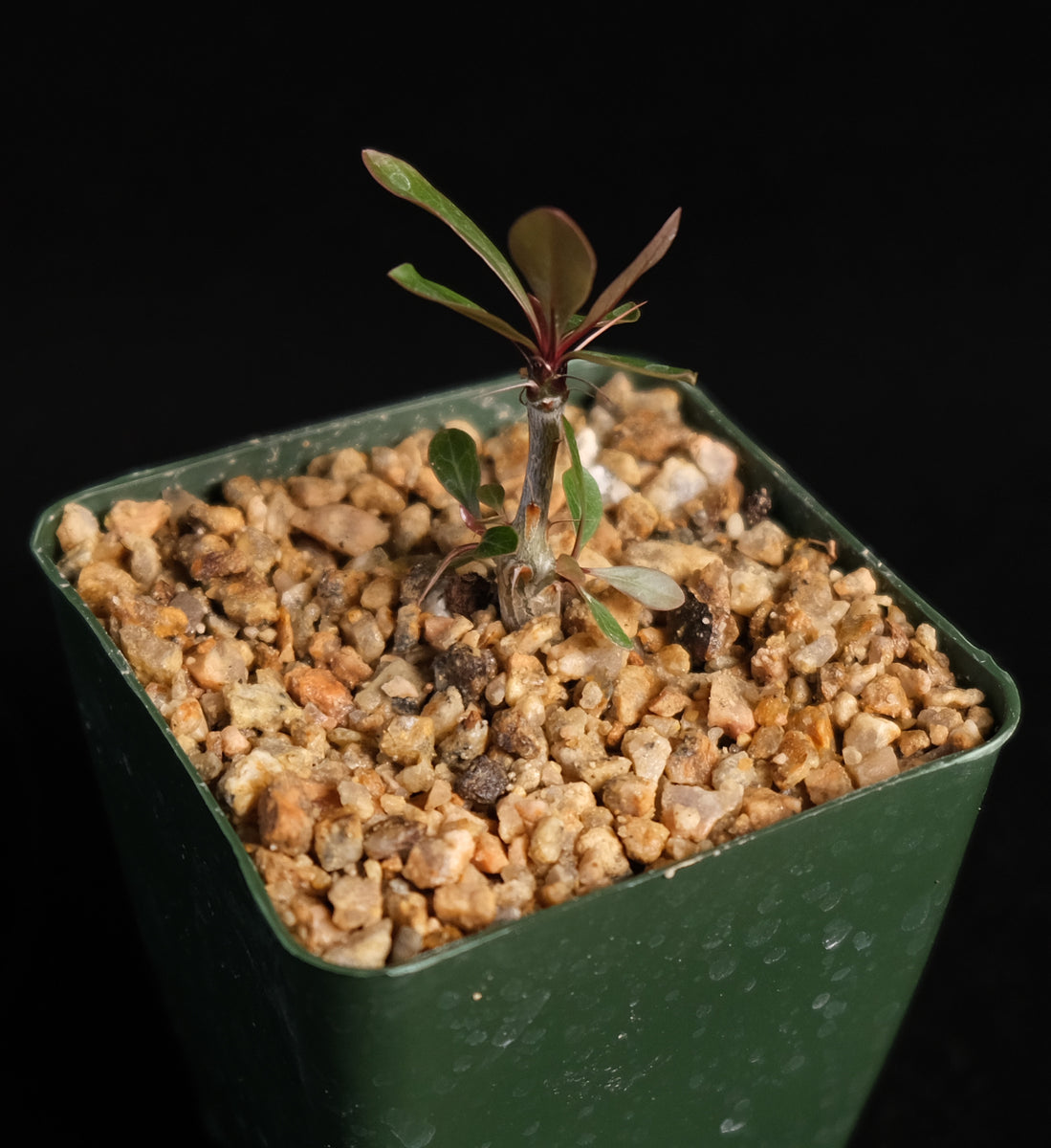 塊根植物 新芽付き Foquieria fasciculata Fouqueriafasciculata_1200x1200