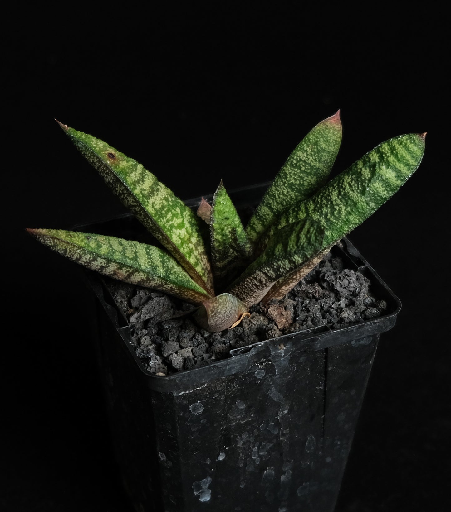 Gasteria sp.