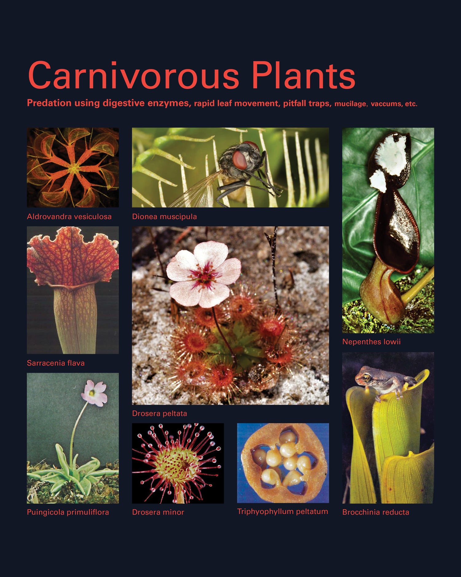Taxa Shirt 16: Carnivorous Plants (Black)
