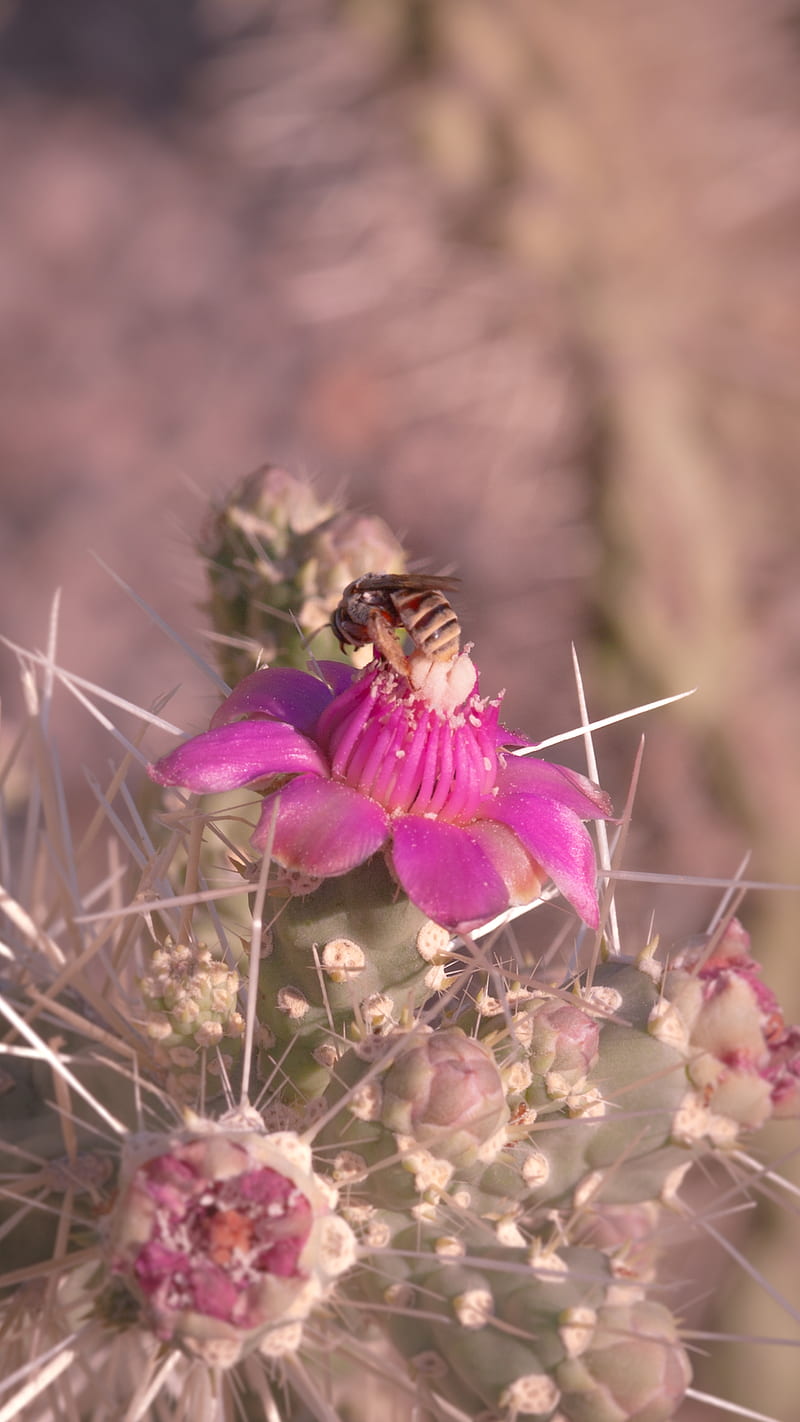 Bee Attractor (Yellow)