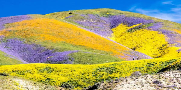 Superbloom 2023 💚 Theodore Payne Foundation (Green)