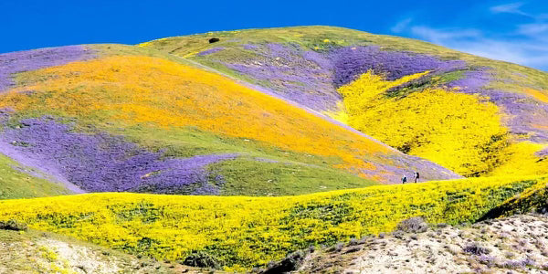 Superbloom 2023 💚 Theodore Payne Foundation – Cactaceae Storeiencius