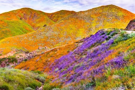 Superbloom 2023 💚 Theodore Payne Foundation (KIDS!!)