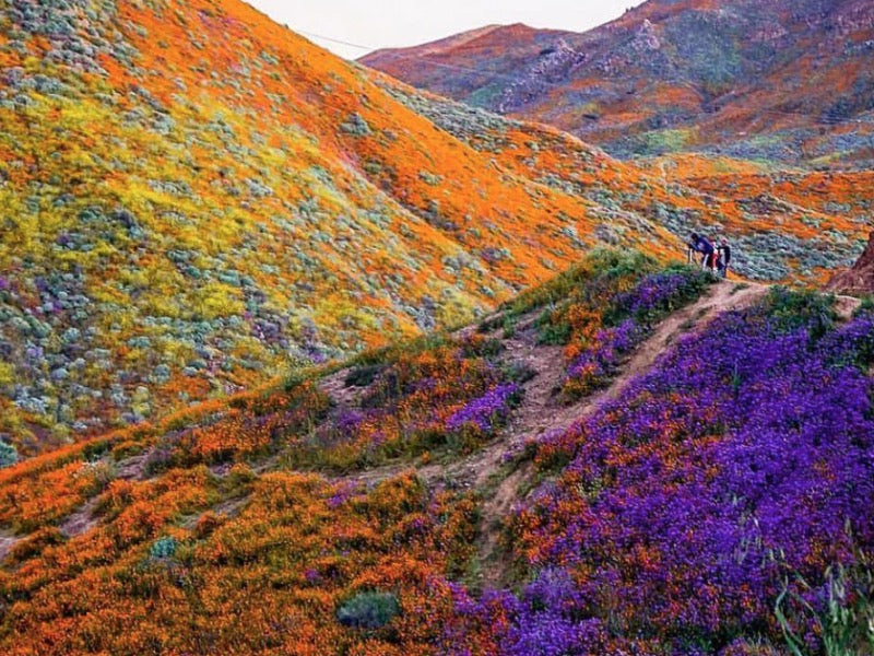 Superbloom 2023 💚 Theodore Payne Foundation (Green)