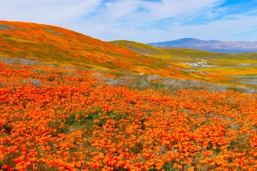 Superbloom 2023 💚 Theodore Payne Foundation (KIDS!!)