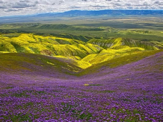 Superbloom 2023 💚 Theodore Payne Foundation (KIDS!!)