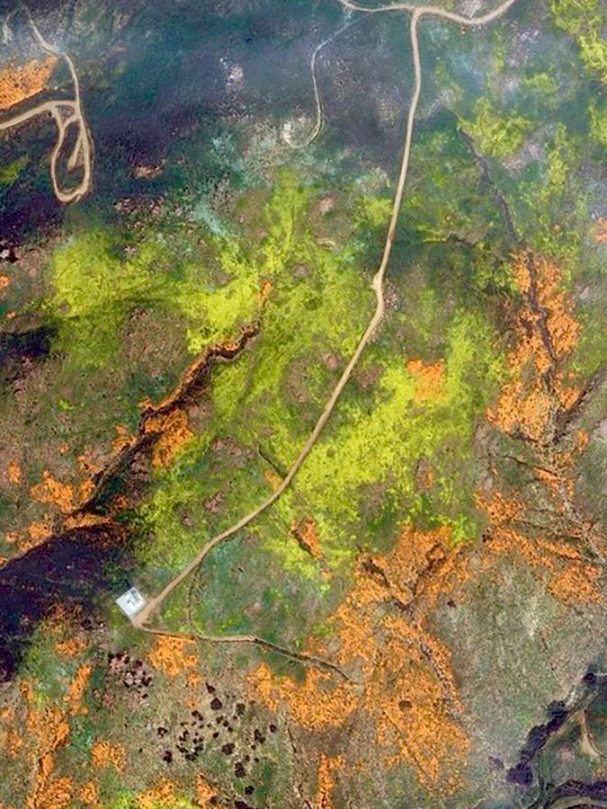 Superbloom 2023 💚 Theodore Payne Foundation (Green)