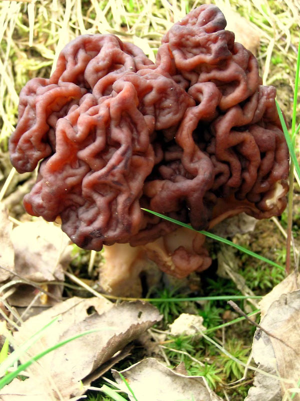 Fruiting Bodies (Black)