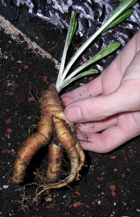 Mandrake (Black)