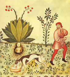 Mandrake (Rose)