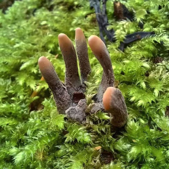 Fruiting Bodies (Black)