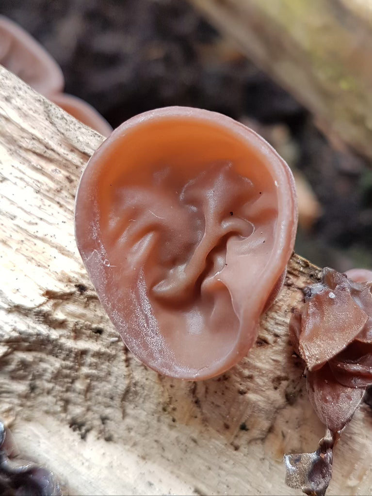Fruiting Bodies (Black)