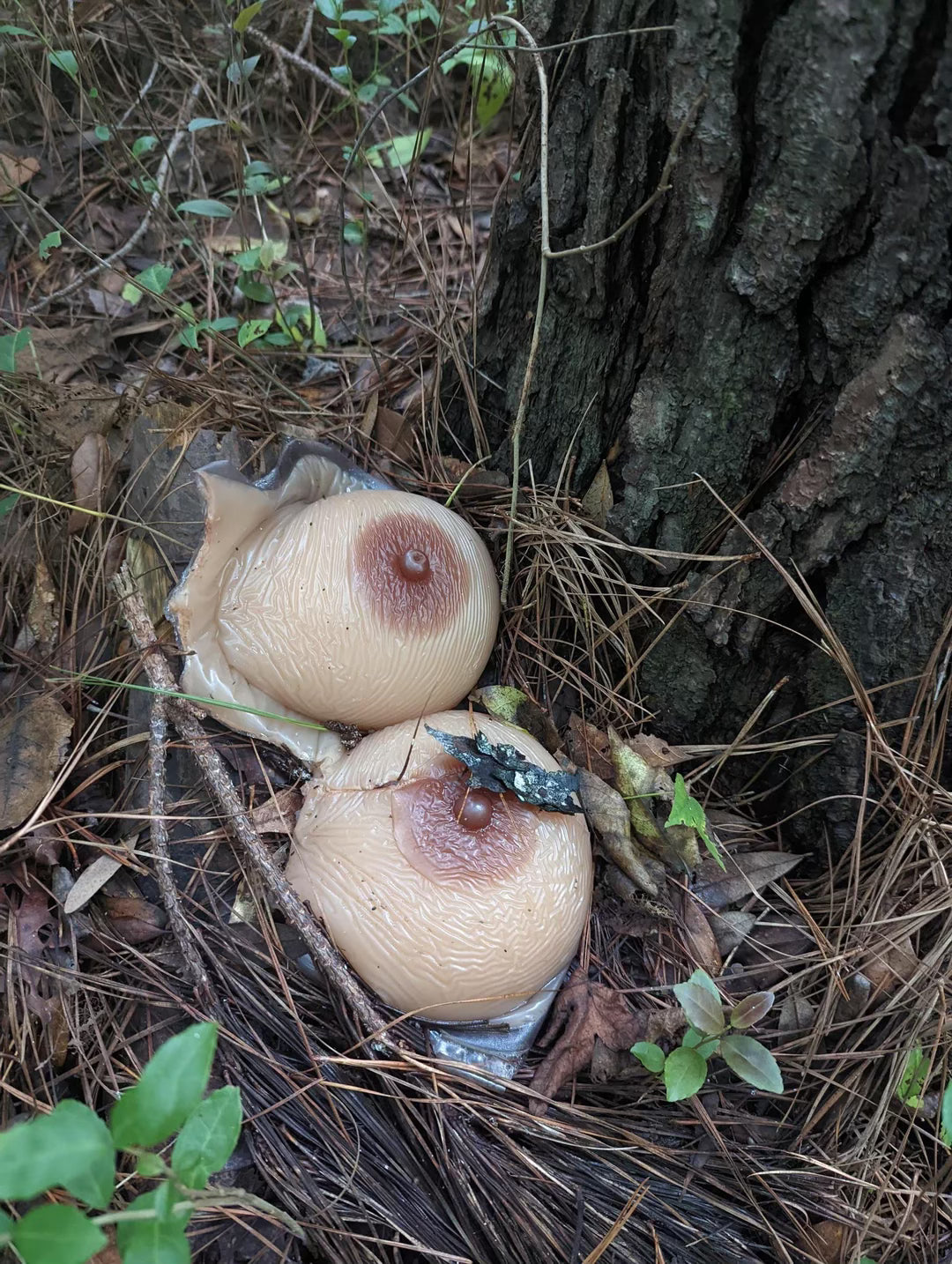 Fruiting Bodies (Black)