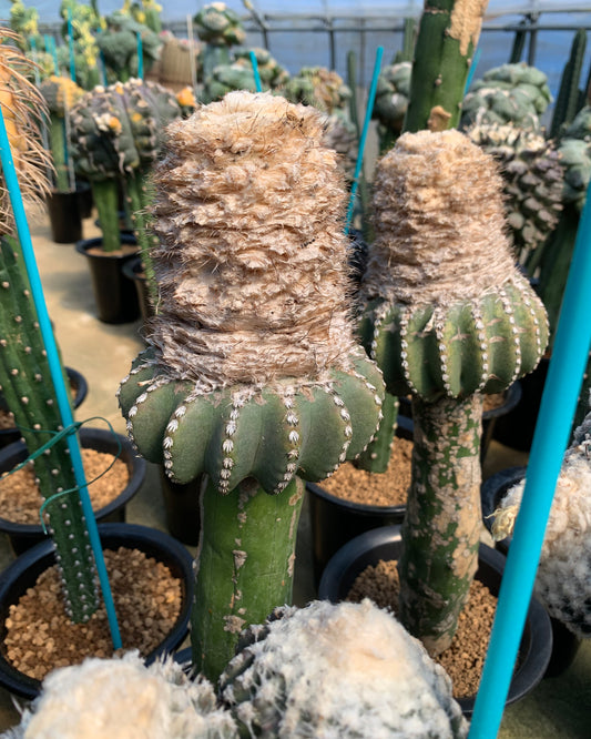 Kyoto Cactus Club 京都カクタスクラブ #2 (Lotus)