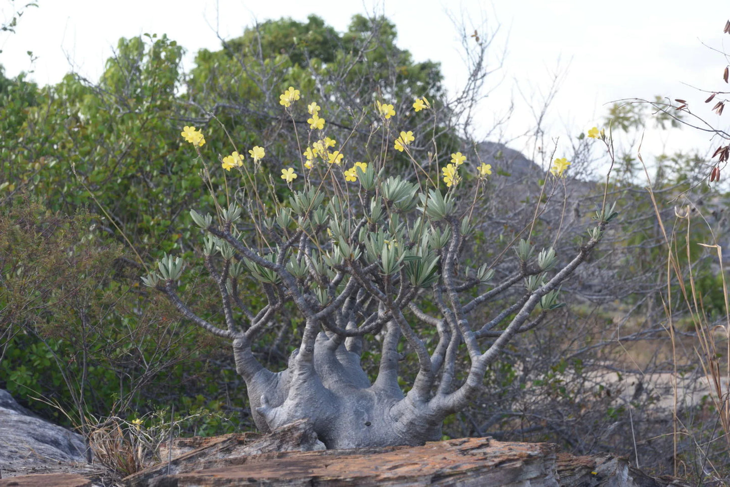 Pachypodium rosulatum (Union Tokyo)