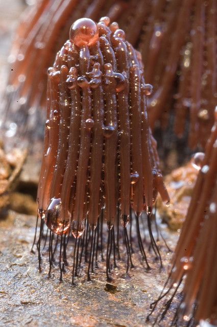 Slime Molds (Rose)